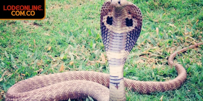 Mơ thấy rắn mang điềm báo quan trọng gì trong cuộc sống